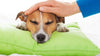 How to Comfort a Dog With Pancreatitis: 7 Simple Tips