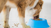 What's a Healthy Diet for Dogs: 7 Nutrition Tips