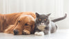 Pet Anxiety Symptoms to Keep an Eye Out For