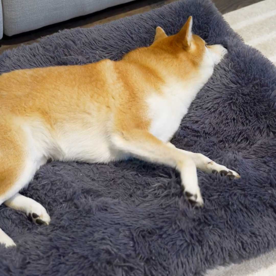 Calming Dog Mat